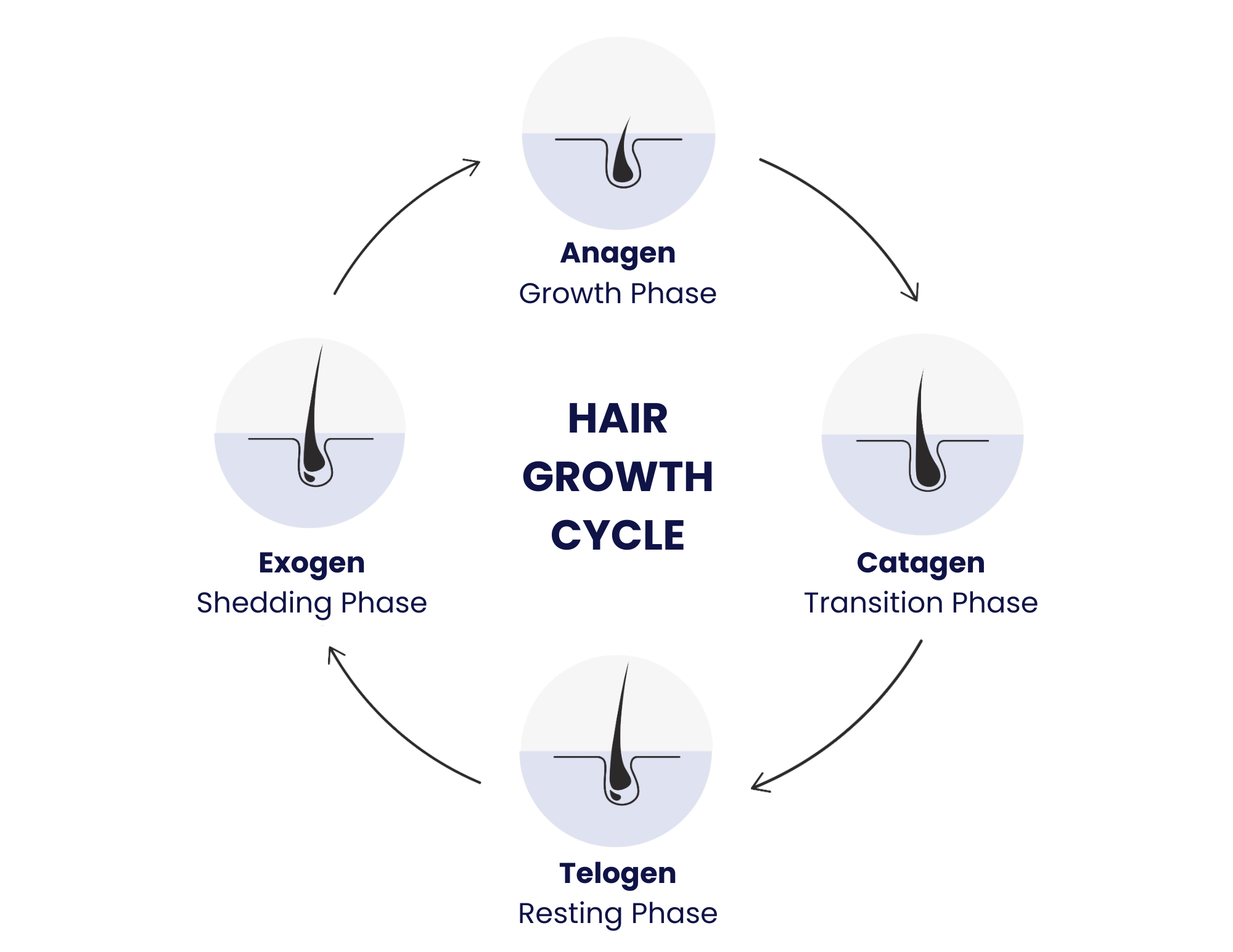 the hair growth cycle and how hair treatments work